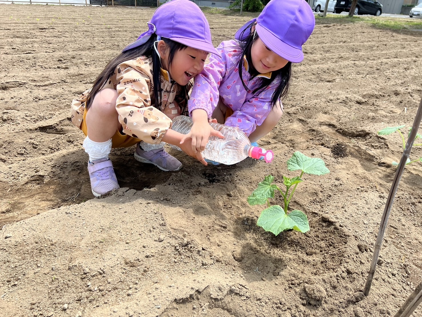 苗植え１
